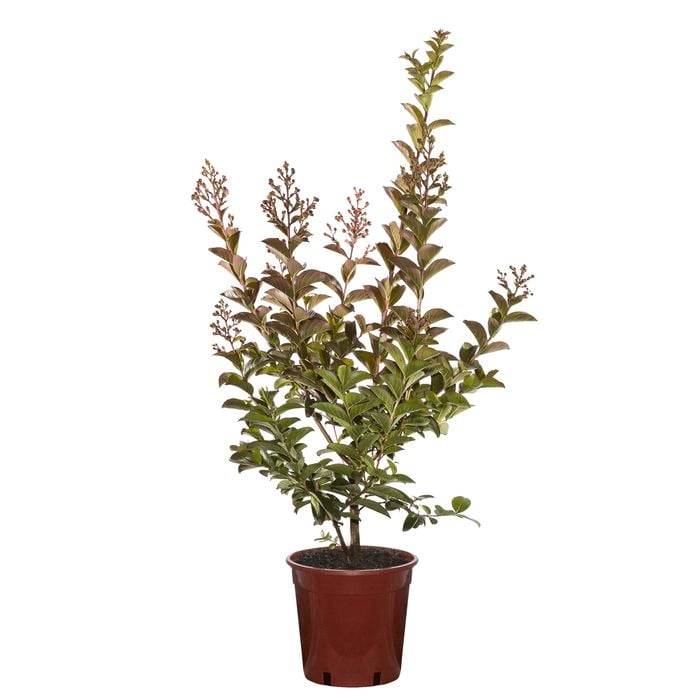 250mm Crepe Myrtle Sioux Bush - Lagerstroemia indica