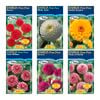 Fiesta Flower Bulbs Dahlia Pom Pom Types - 1 Tuber