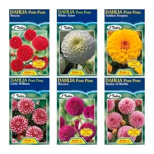 Fiesta Flower Bulbs Dahlia Pom Pom Types - 1 Tuber
