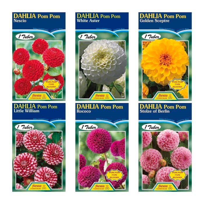 Fiesta Flower Bulbs Dahlia Pom Pom Types - 1 Tuber