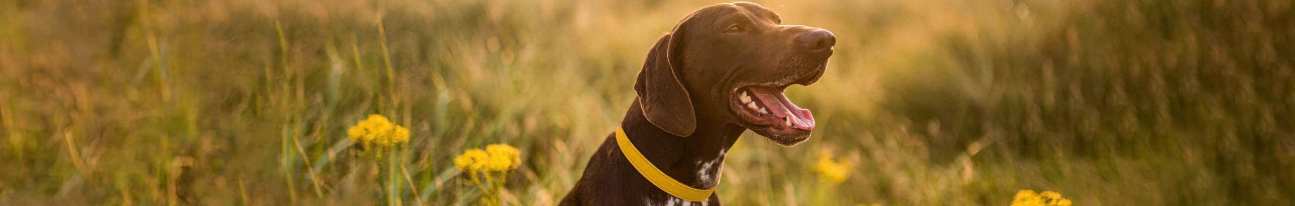 Dog in shot in a field for pedigree