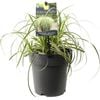200mm - Carex Feather Falls - Carex oshimensis 'ET CRX01'