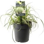 200mm - Carex Feather Falls - Carex oshimensis 'ET CRX01'