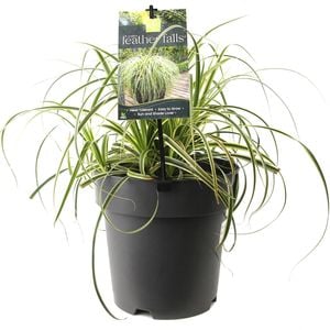 200mm - Carex Feather Falls - Carex oshimensis 'ET CRX01'