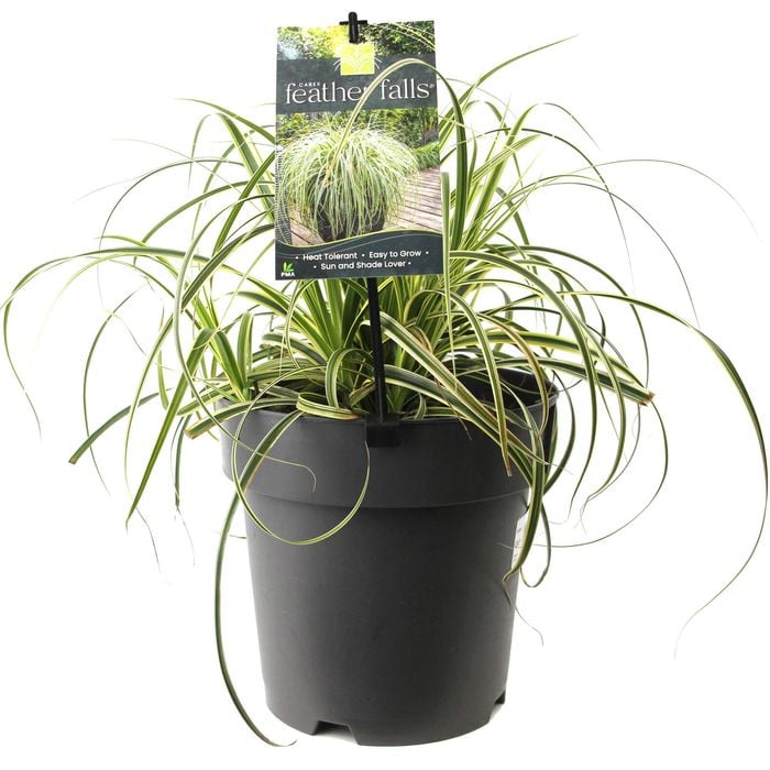 200mm - Carex Feather Falls - Carex oshimensis 'ET CRX01'