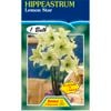 Hippeastrum Lemon Star Bulb