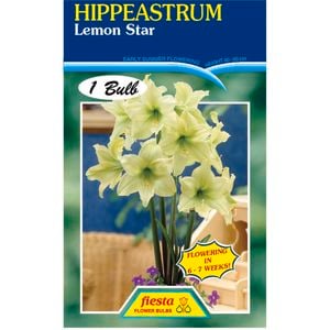 Hippeastrum Lemon Star Bulb