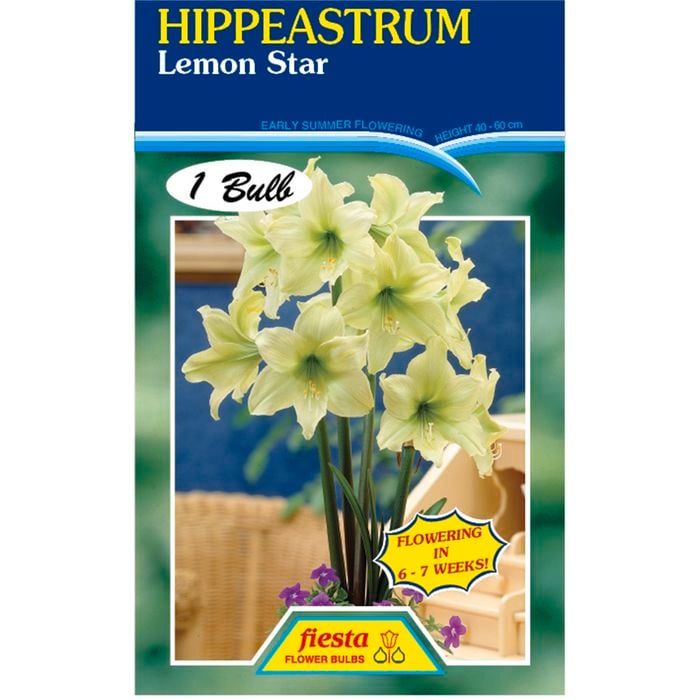 Hippeastrum Lemon Star Bulb