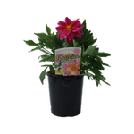 1.5L Dahlia Dalaya Bali - Dahlia