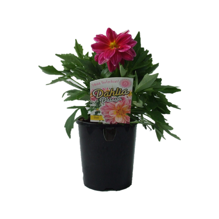 1.5L Dahlia Dalaya Bali - Dahlia