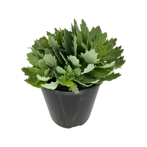140mm Stonecrop Rock Star - Sedum hybrida 