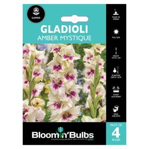 Bloomin' Bulbs Summer Aqua Gladioli Amber Mystique - 4 Pack