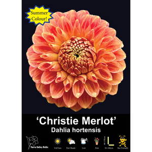 Yarra Valley Bulbs Christie Merlot - 1 Pack