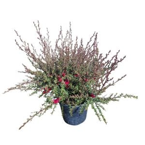 4L Tea Tree / Manuka - Leptospermum Burgundy Quee