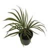140mm NZ Nikau - Rhopalostylis Sapida