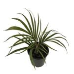 140mm NZ Nikau - Rhopalostylis Sapida