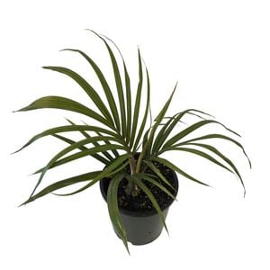 140mm NZ Nikau - Rhopalostylis Sapida