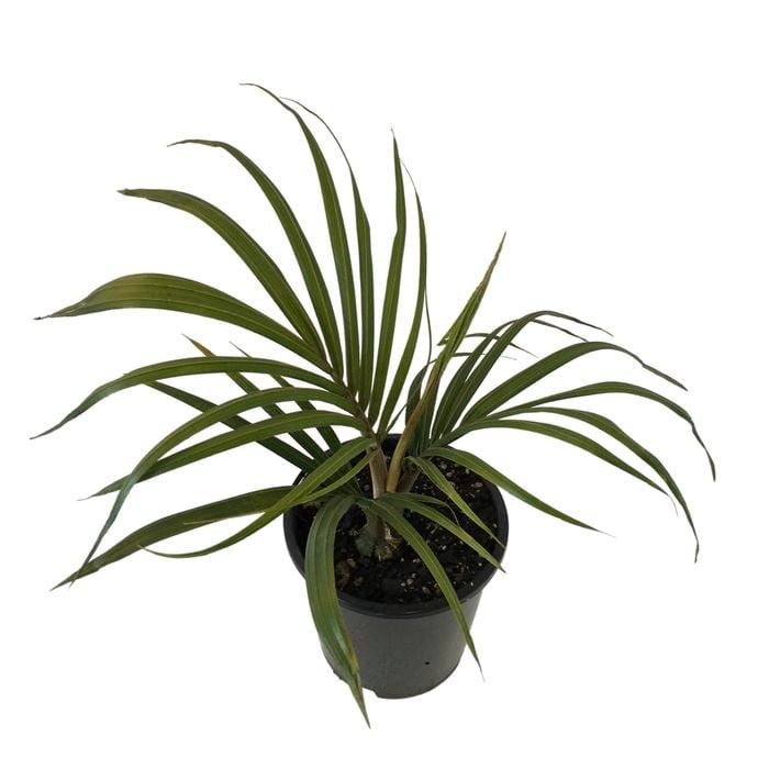 140mm NZ Nikau - Rhopalostylis Sapida