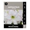 Bloomin Bulbs Hippeastrum Picasso - 1 Pack