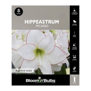 Bloomin Bulbs Hippeastrum Picasso - 1 Pack