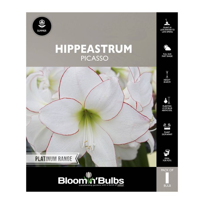 Bloomin Bulbs Hippeastrum Picasso - 1 Pack