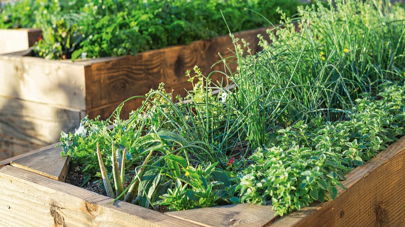 Garden beds filled with plants.