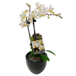 90mm Moth Orchid In Ceramic Pot - Phalaenopsis