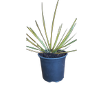 1.5L New Zealand Iris - Libertia ixioides Goldfinger
