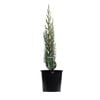 200mm Green Pencil Pine - Cupressus sempervirens Glauca