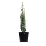 200mm Green Pencil Pine - Cupressus sempervirens Glauca