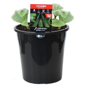 180mm Cucumber Patio Snack - Cucumis sativus