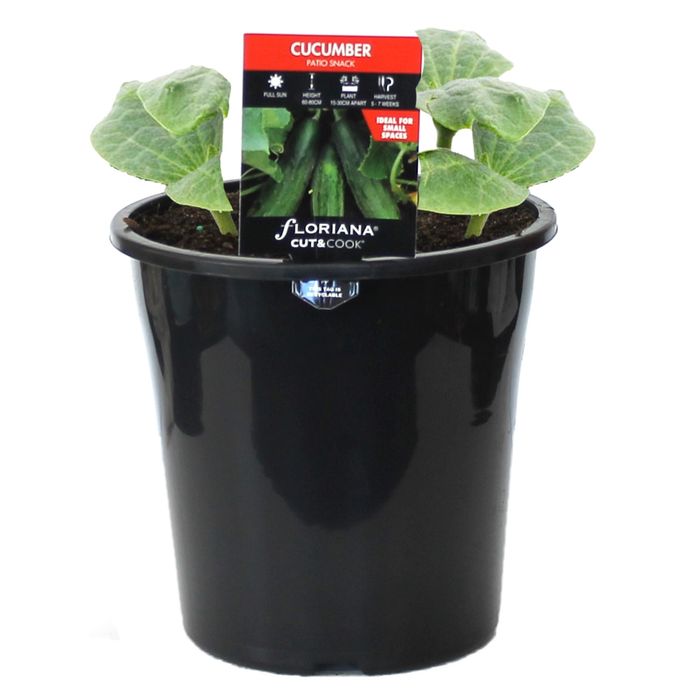 180mm Cucumber Patio Snack - Cucumis sativus