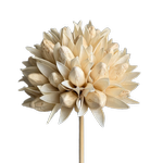 Blooms Of Joy 10cm Cream Sola Magnolia Flower