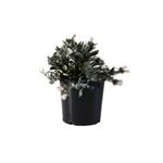 200mm Silver Bush - Convolvulus cneorum