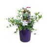 140mm Wink White - Vinca minor