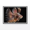 Close up Red Lionfish  Print 100% Australian Made 120x90cm  (Poster)