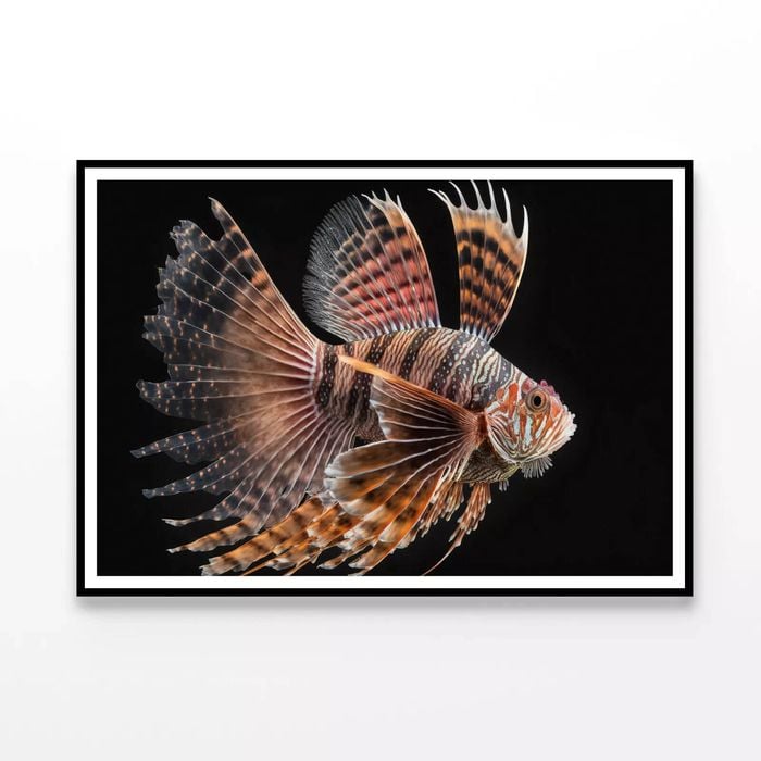 Close up Red Lionfish  Print 100% Australian Made 120x90cm  (Poster)