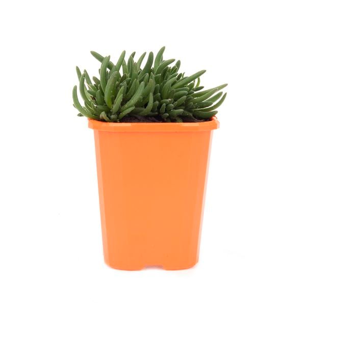 85mm Iceplant - Delosperma cooperi