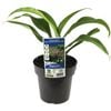 180mm NZ Rock Lily - Arthropodium cirratum