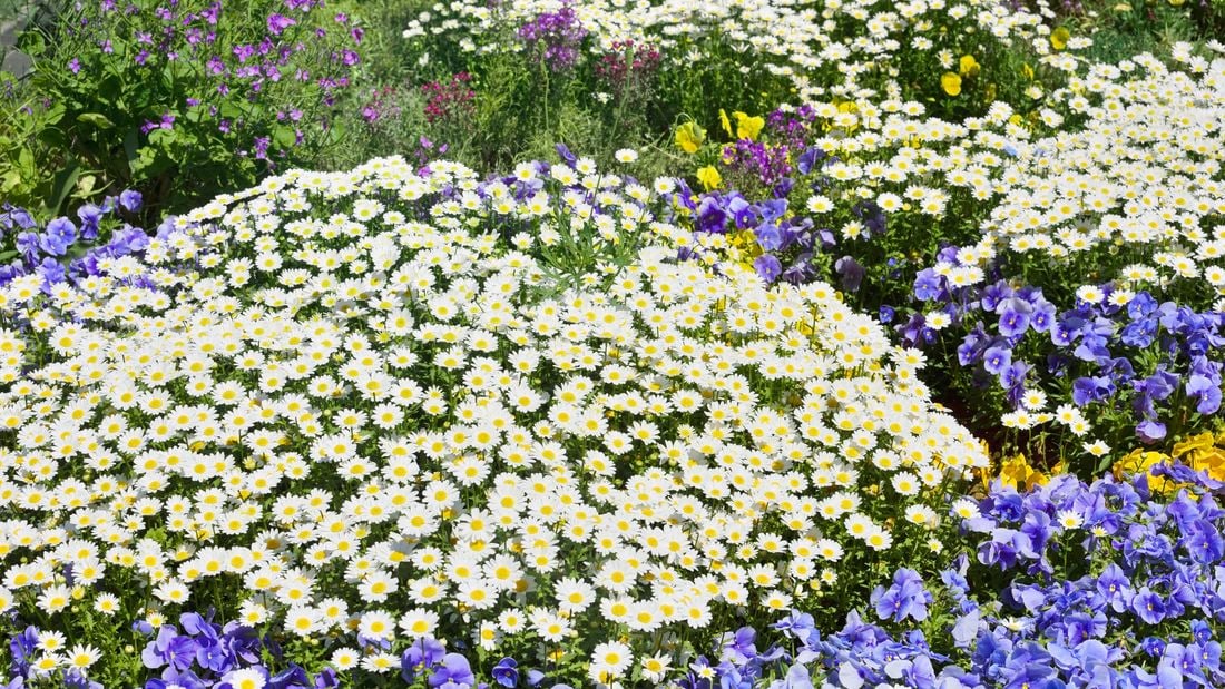 Wide shot of white daisies.