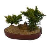 Bonsai