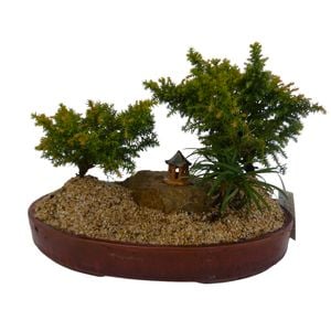 Bonsai