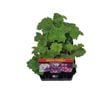 Punnet Cineraria Dwarf Mix - Senecio cruentus 