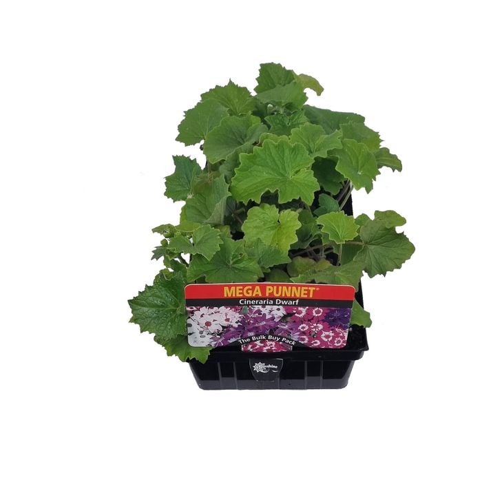Punnet Cineraria Dwarf Mix - Senecio cruentus 