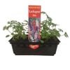 Punnet Larkspur - Gold Flower Range