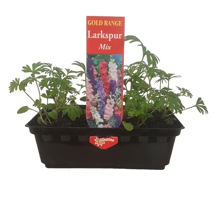 Punnet Larkspur - Gold Flower Range