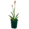 140mm Kangaroo Paw 'Bush Ballad' - Anigozanthos hybrid