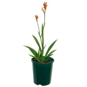 140mm Kangaroo Paw 'Bush Ballad' - Anigozanthos hybrid