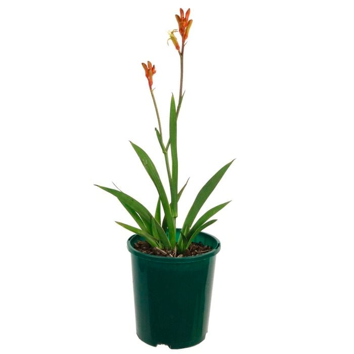 140mm Kangaroo Paw 'Bush Ballad' - Anigozanthos hybrid