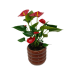 120mm Anthurium In Ceramic Pot - Anthurium Andraeanum